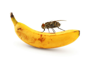 В партии бананов нашли переносчика холеры рис-2