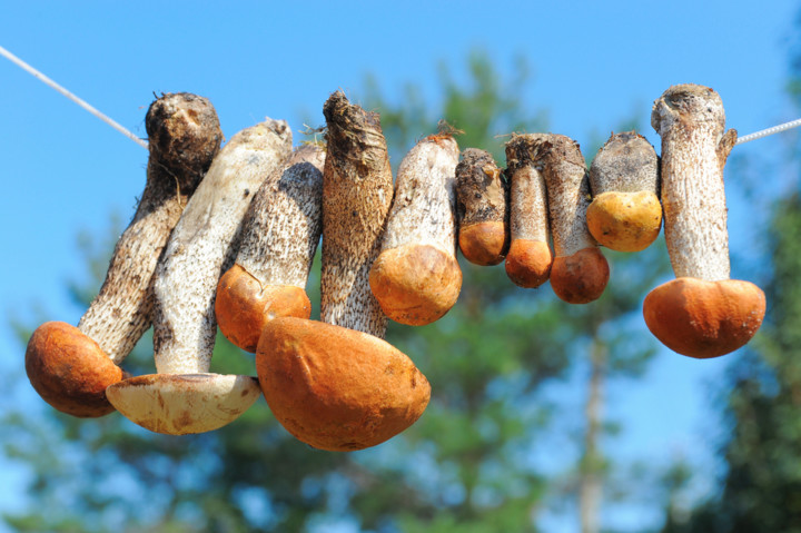 Что вам нужно знать о грибах: от свежих до консервированных! рис-4