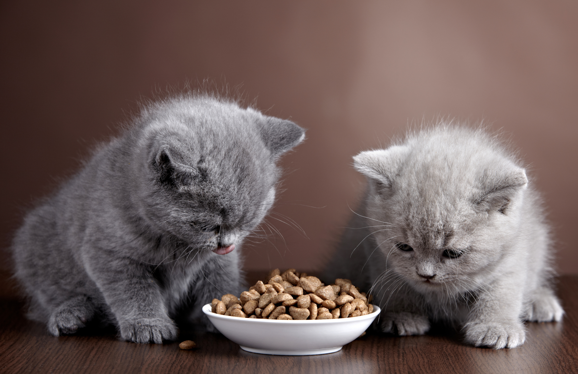 Сухой корм или натуральная пища: чем лучше кормить кошку? рис-2