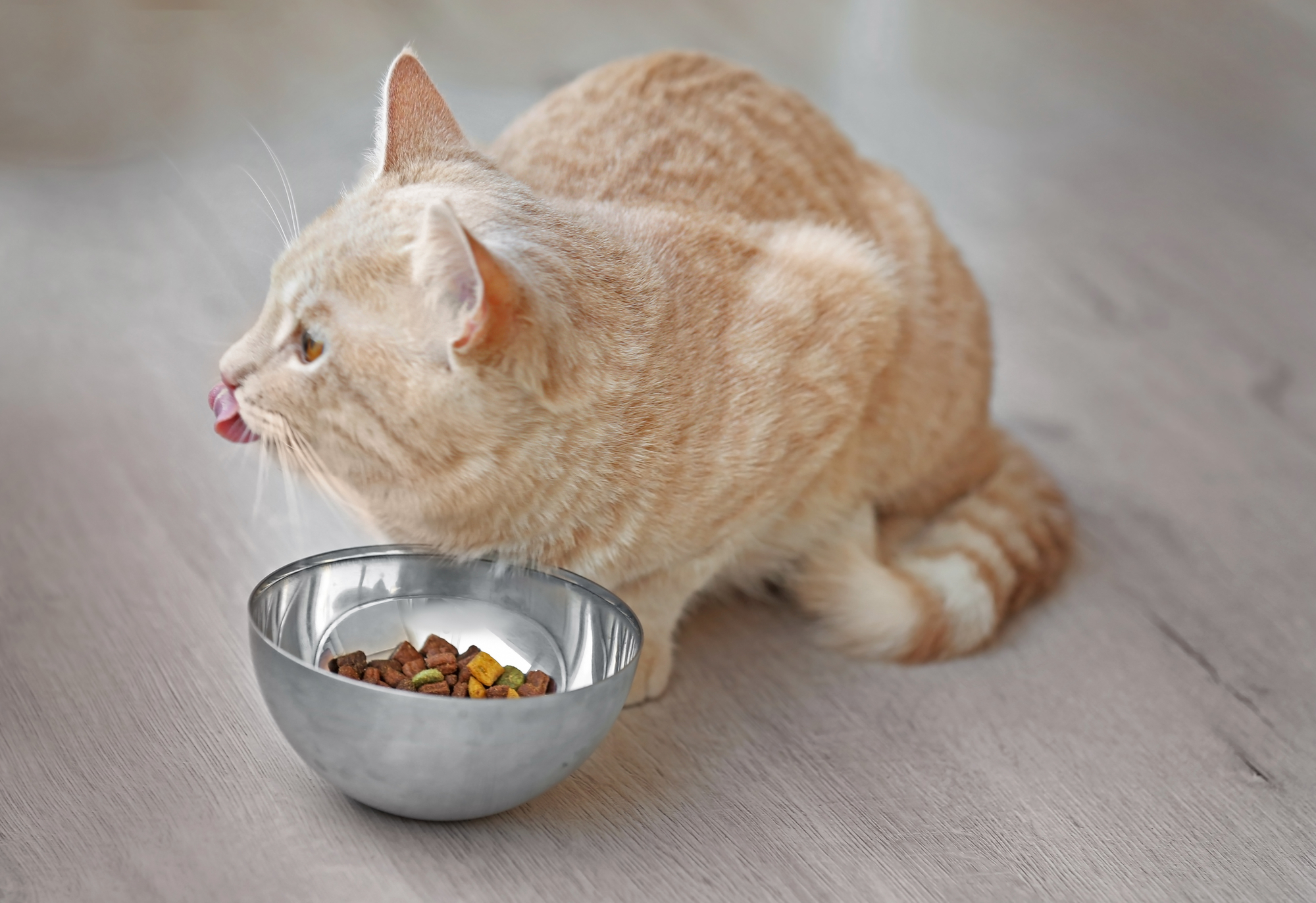 Сухой корм или натуральная пища: чем лучше кормить кошку? - Росконтроль