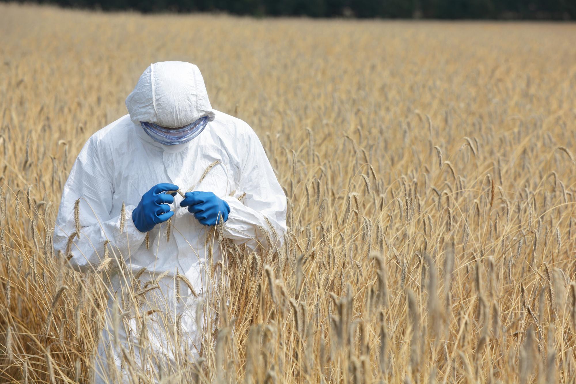 Правительство отложило регистрацию ГМО на три года