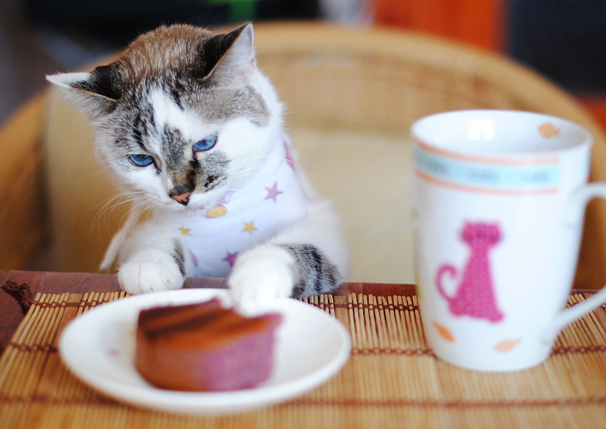 Сухой корм или натуральная пища: чем лучше кормить кошку?