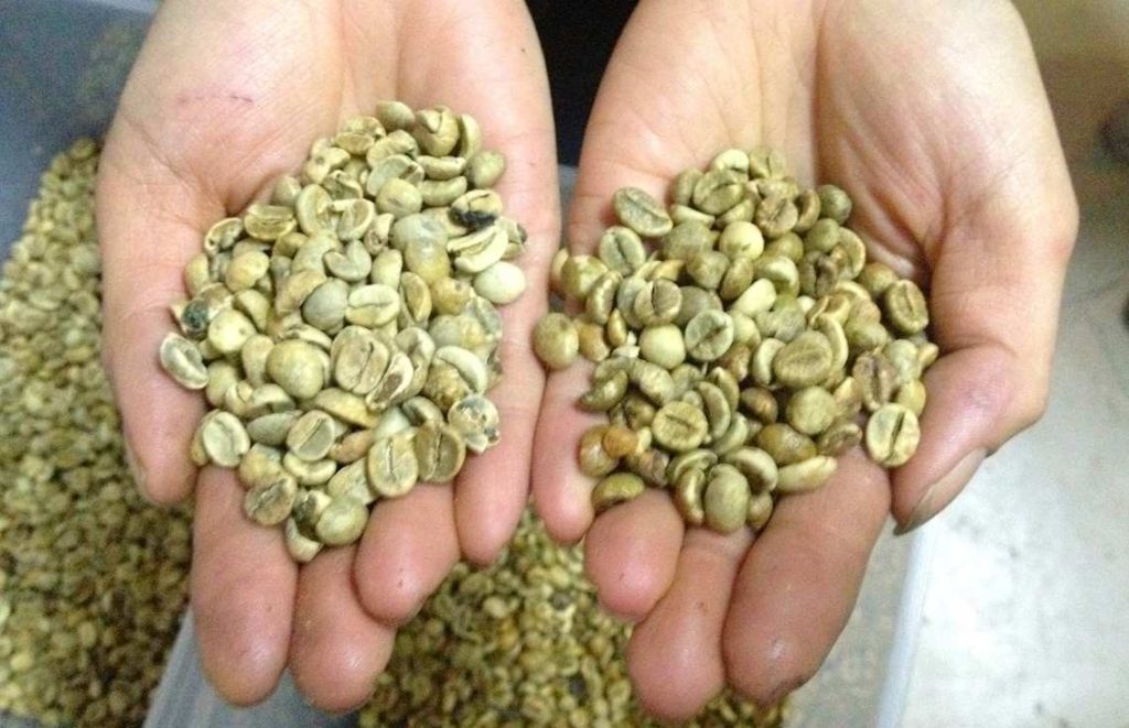 Арабика VS Робуста: что нужно знать о самых популярных сортах кофе рис-2