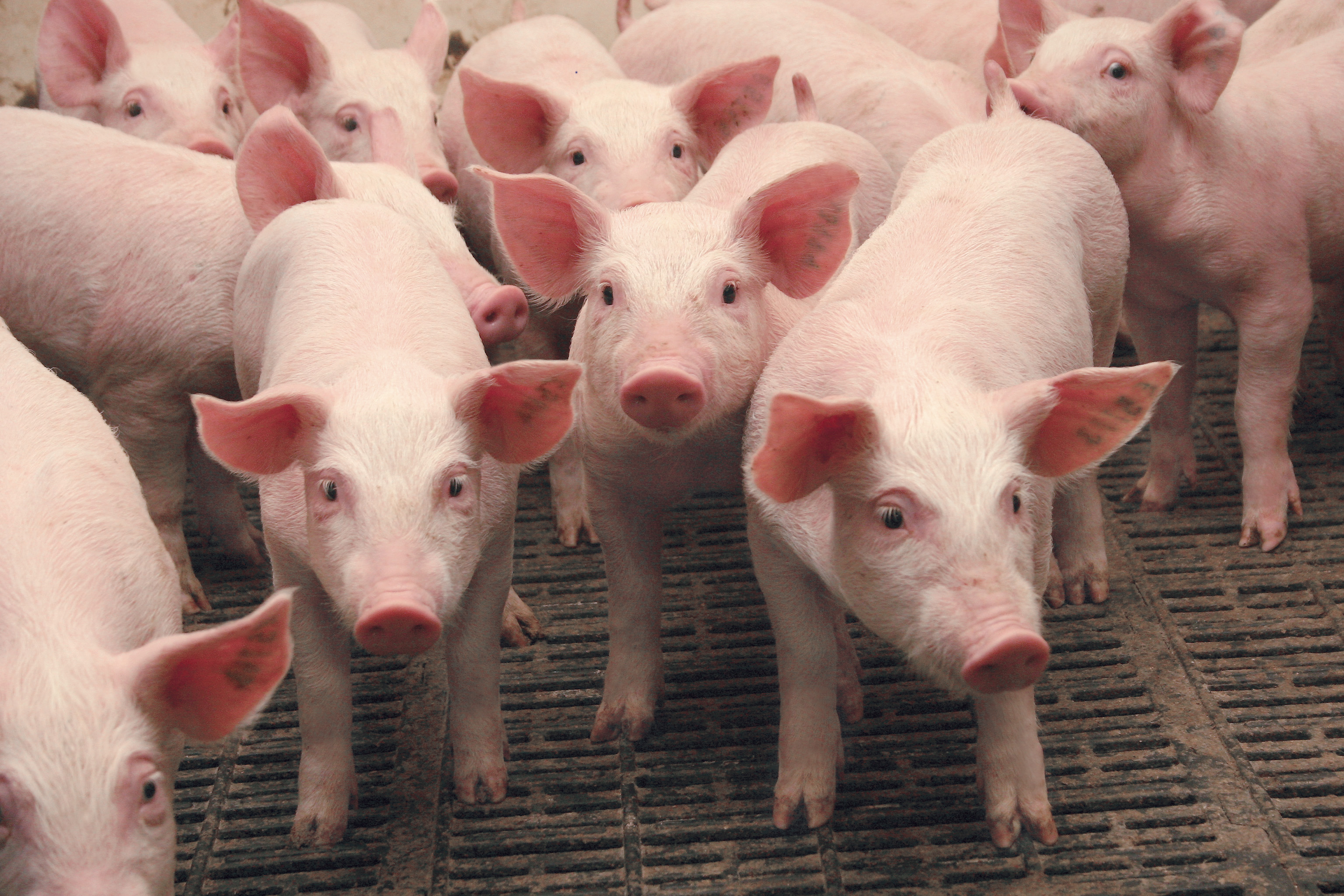В Приморье нашли источник ящура, виновного в гибели 13500 свиней