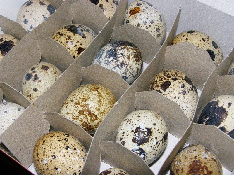 Перепелиные яйца: действительно ли они полезнее куриных? Объясняет врач-диетолог рис-2