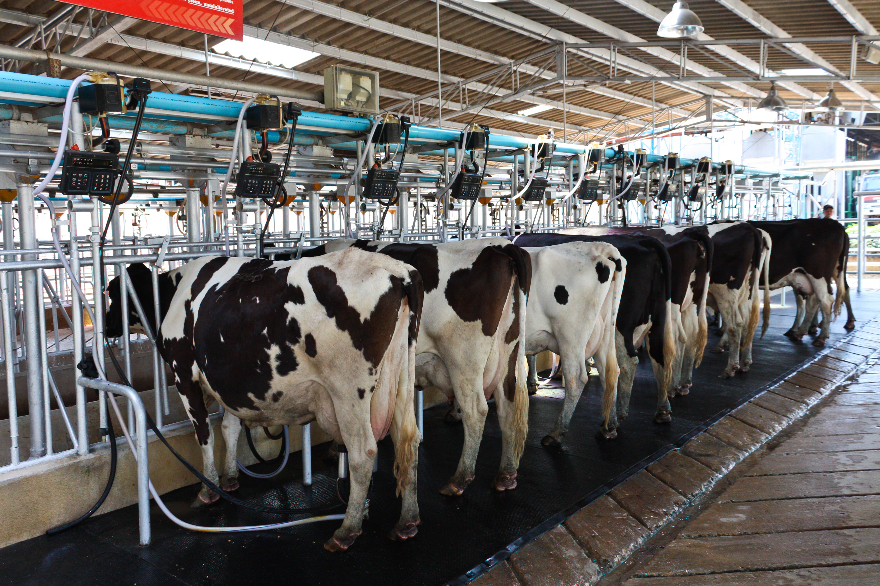 Утверждены регламенты Таможенного союза на мясо и молоко