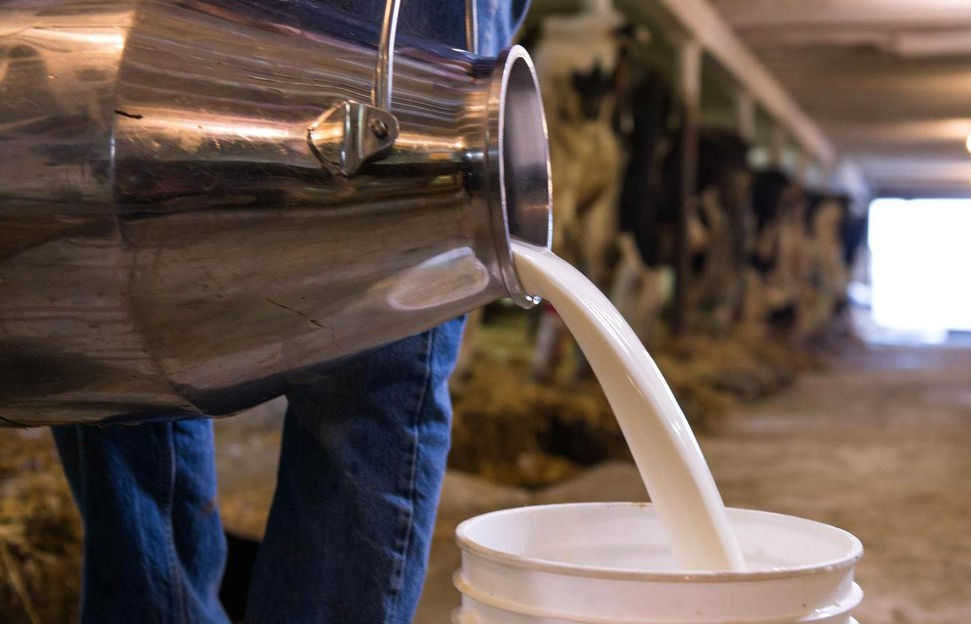 Лейкозное молоко: стоит ли его бояться? рис-4