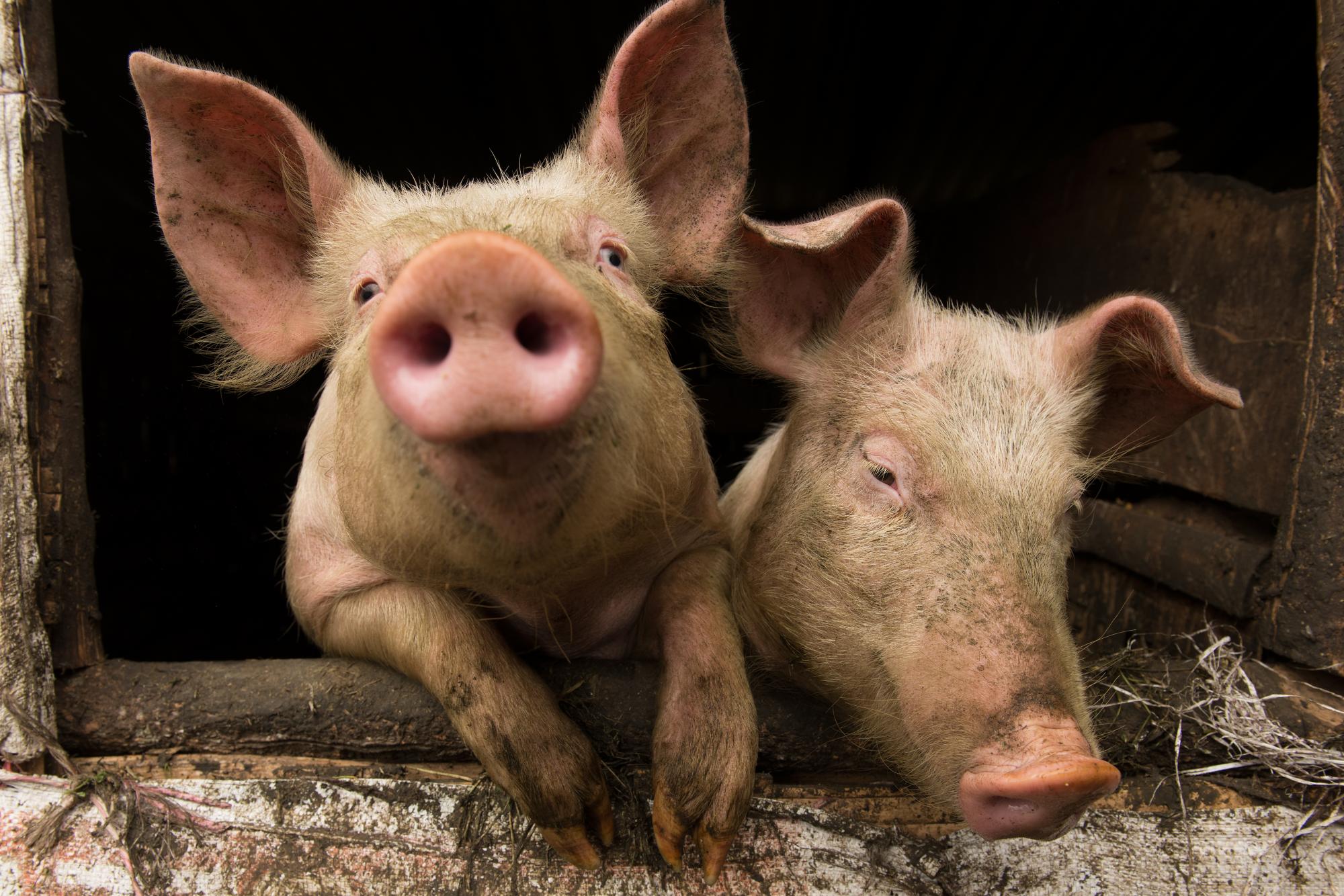 В Волгоградской области снят карантин по африканской чуме свиней