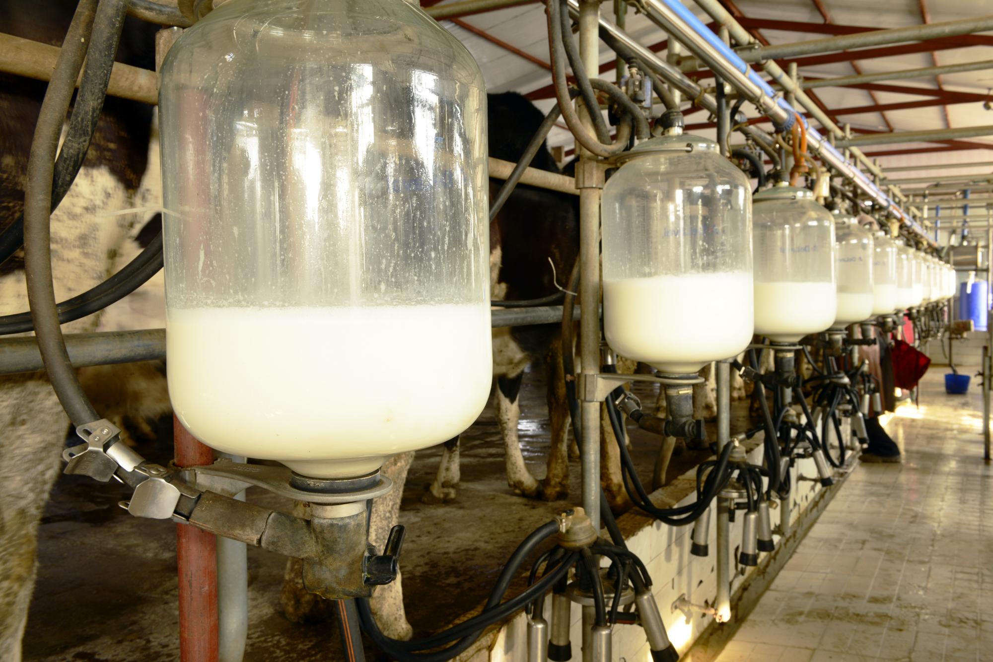 В Тверской области проверили молочную продукцию