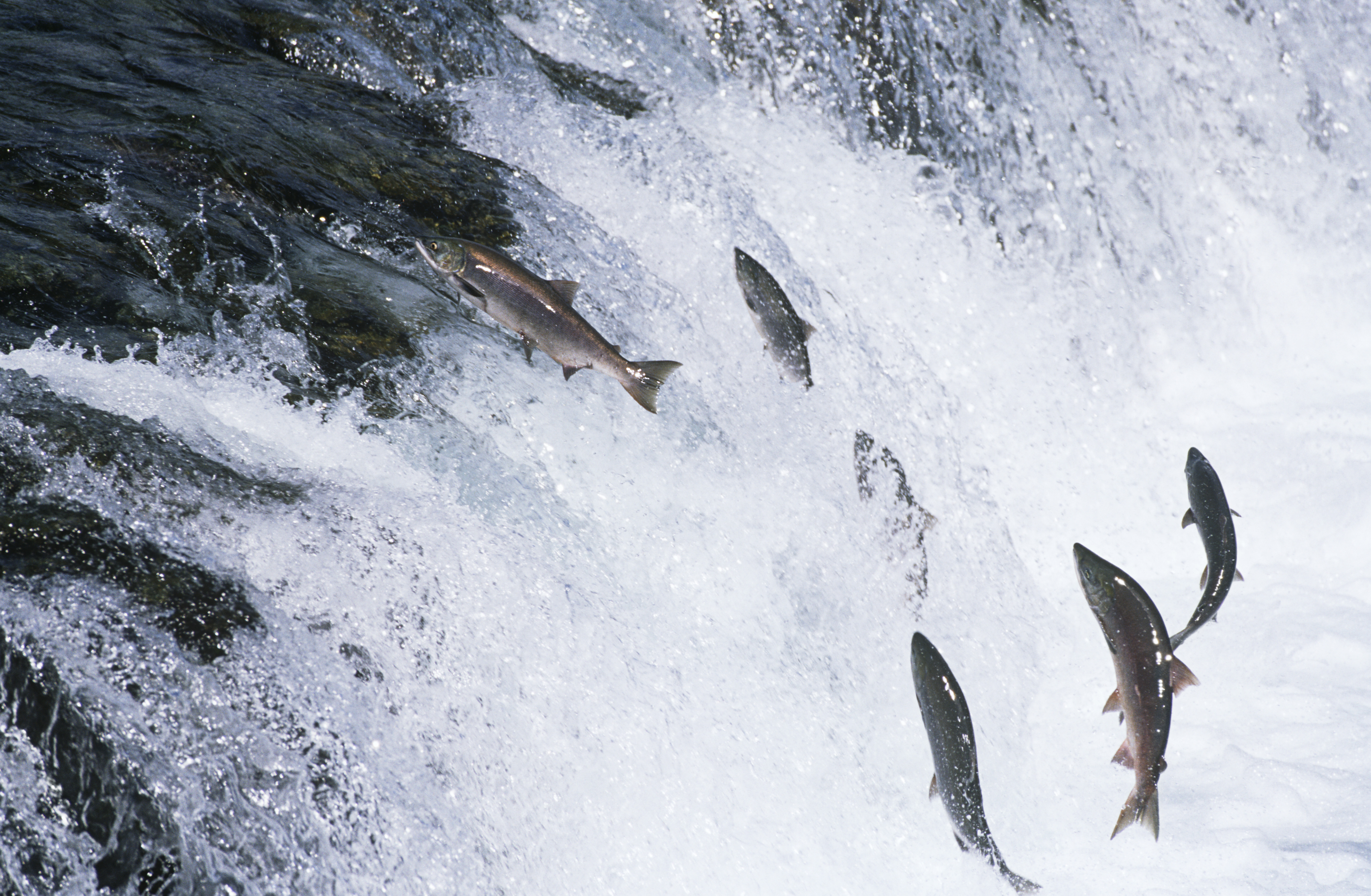 Вспышка инфекционной анемии лососевых в Норвегии