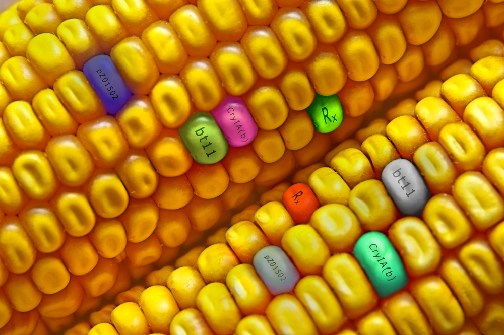 ГМО: может не всё так страшно?