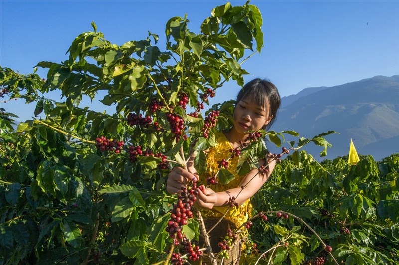 Китай завоевывает мировой рынок кофе рис-2