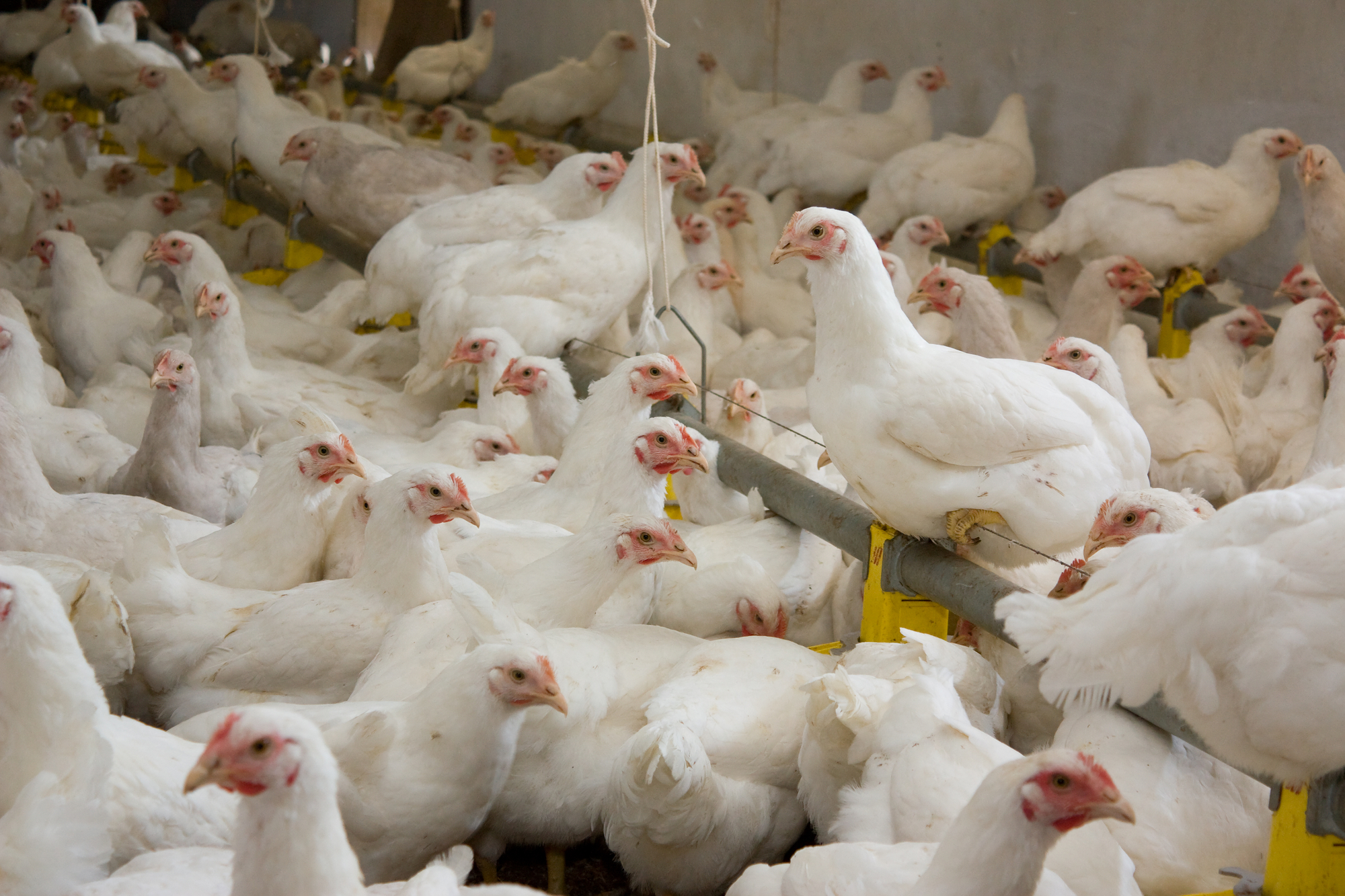 Производители птицы хотят отменить запрет на остатки ветпрепаратов в мясе