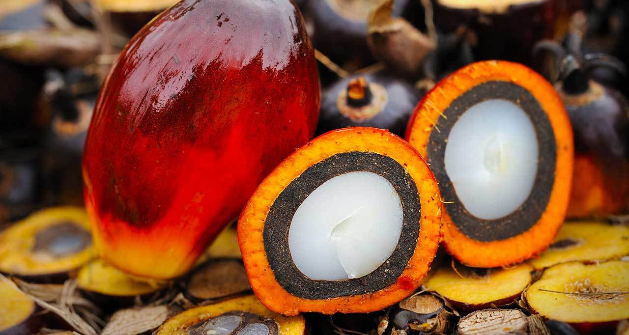 Пальмовое масло: откуда в нем глицидолы и насколько они опасны? рис-4