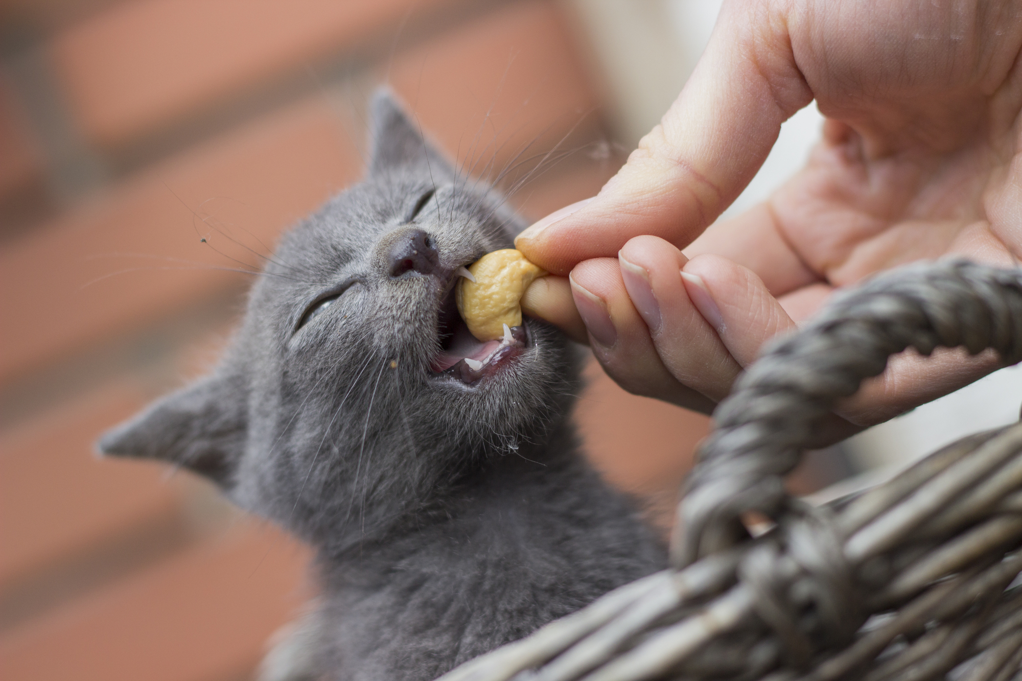 Сухой корм или натуральная пища: чем лучше кормить кошку? рис-4
