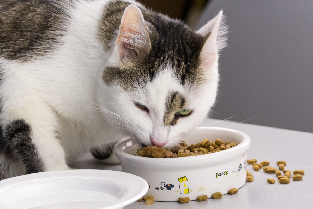 Экспертиза сухих кормов: чем можно кормить кошку?