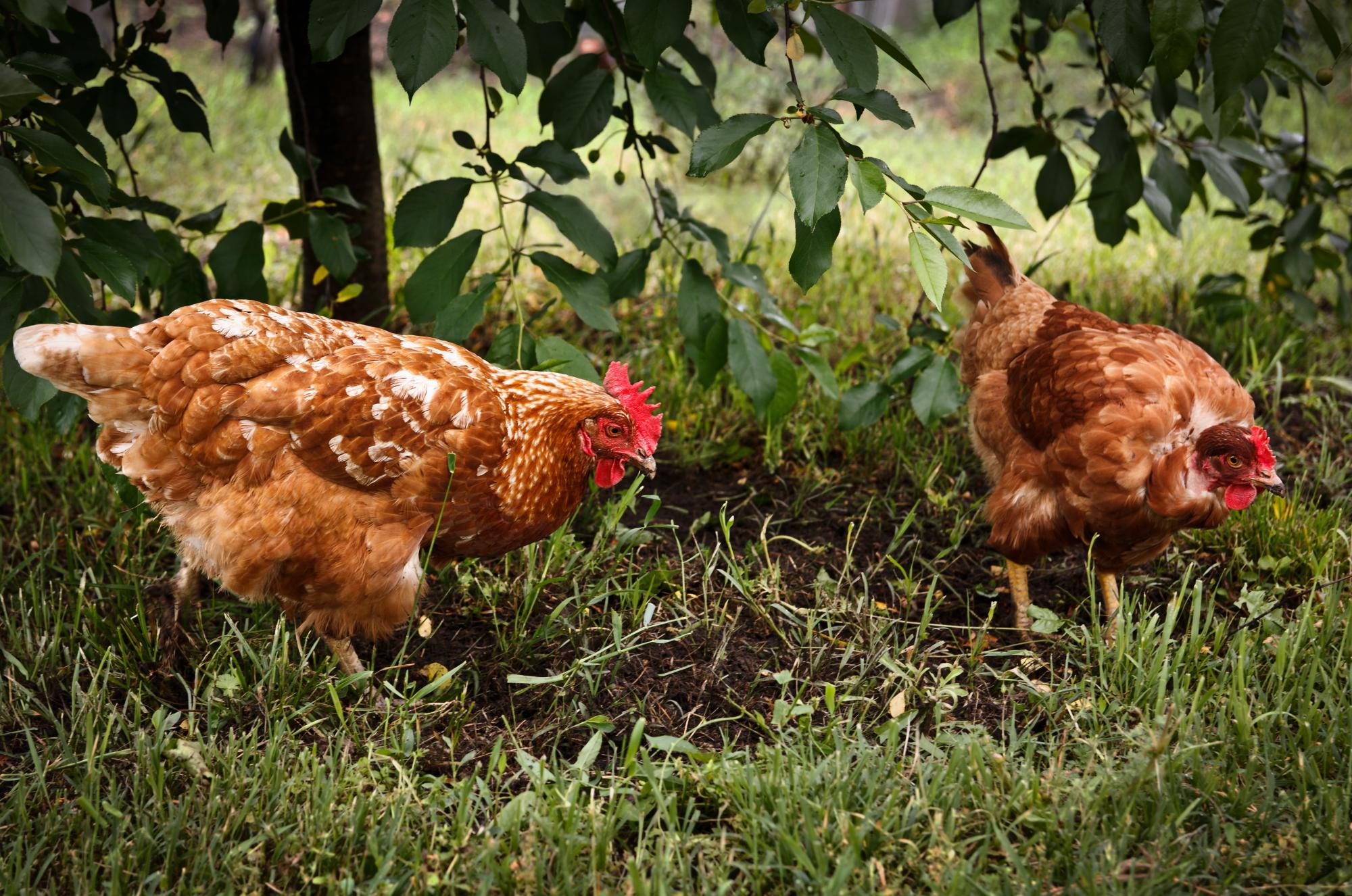 В Приморье предотвращены поставки опасной для здоровья курицы