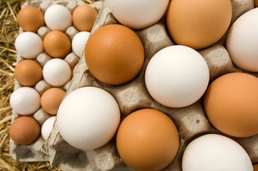 Роковые яйца: сбой европейской системы контроля