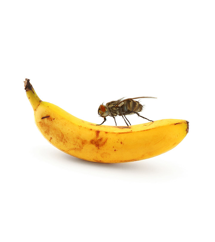 В партии бананов нашли переносчика холеры рис-2