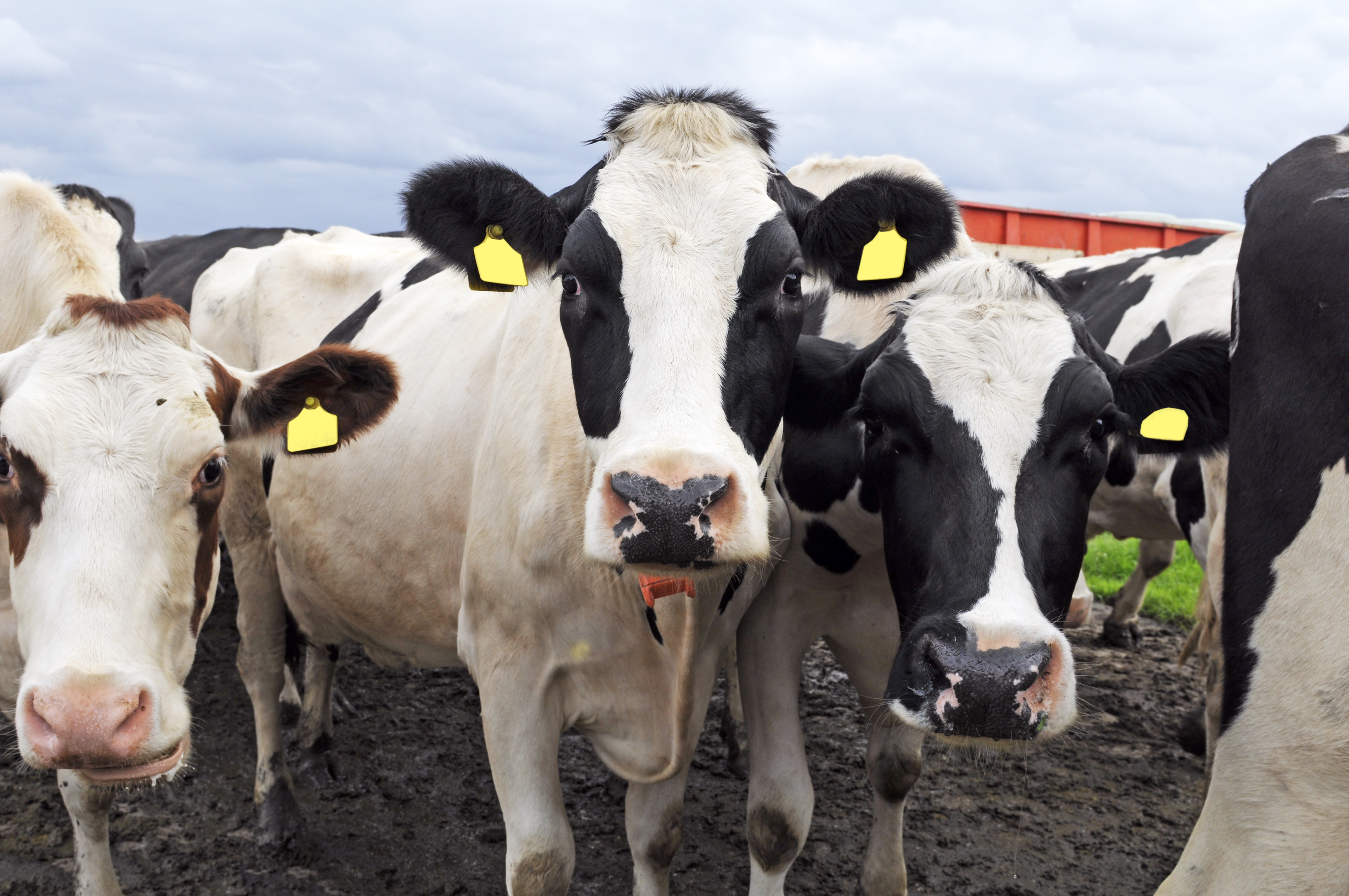 Россельхознадзор вводит запрет на ввоз мясной и молочной продукции 15-ти австрийских предприятий