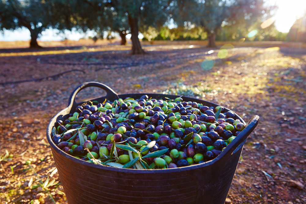 10 интересных фактов об оливковом масле рис-2