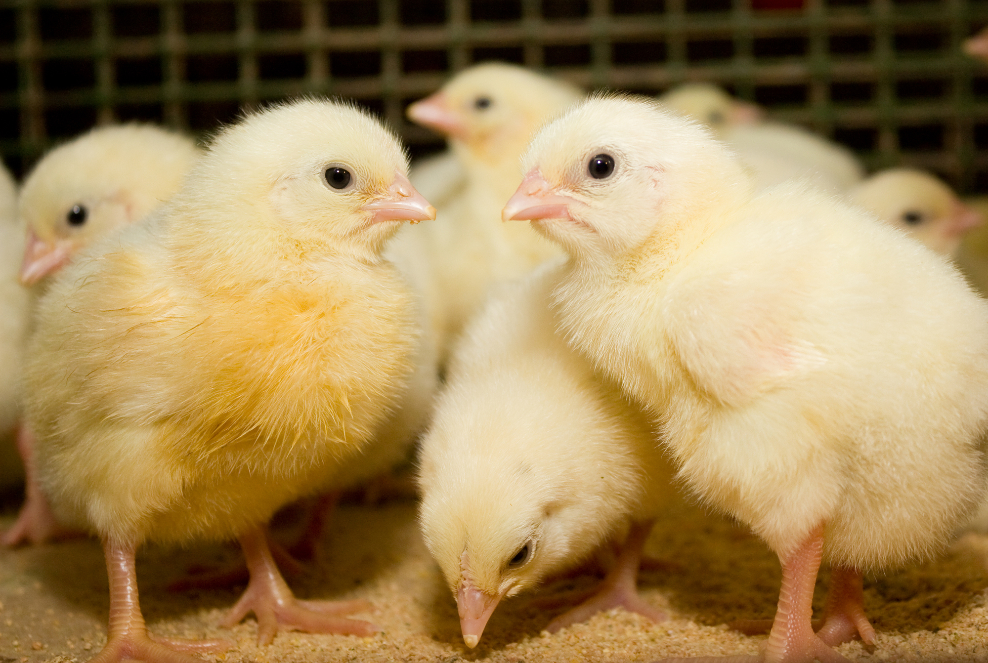 Как правильно готовить курицу, чтобы не навредить здоровью?