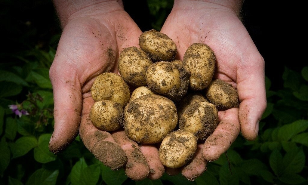 Производители картошки просят снизить требования к качеству