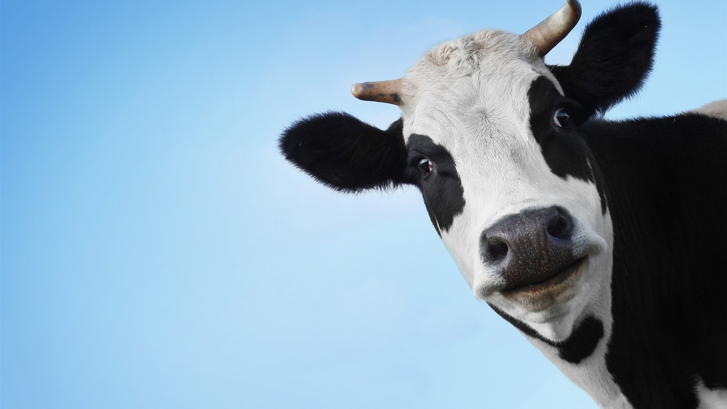 Страхи вокруг молока: рекомбинантный бычий гормон роста