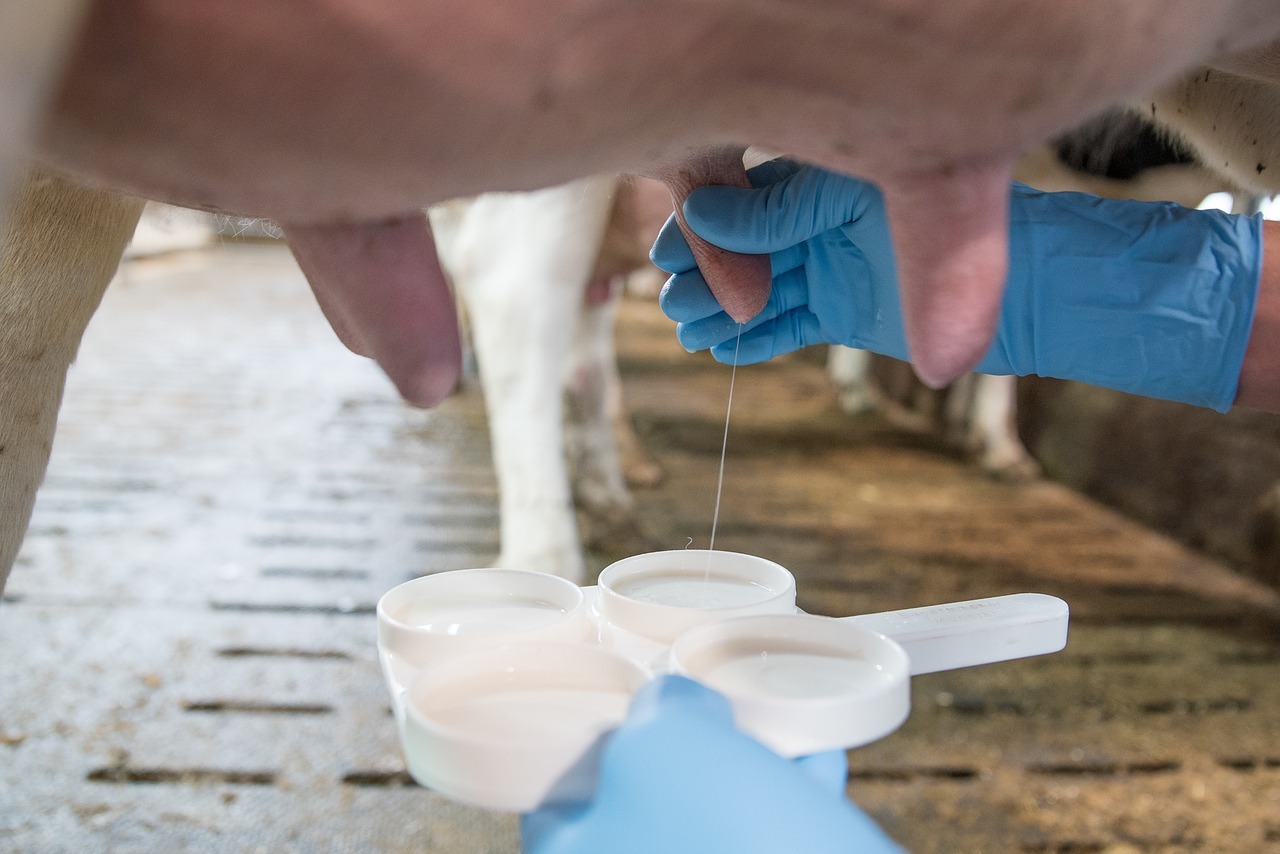 Лейкозное молоко: стоит ли его бояться?