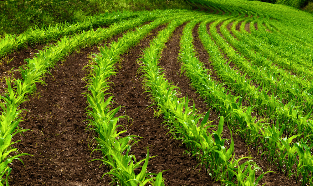 7 вопросов и ответов об органических товарах рис-2