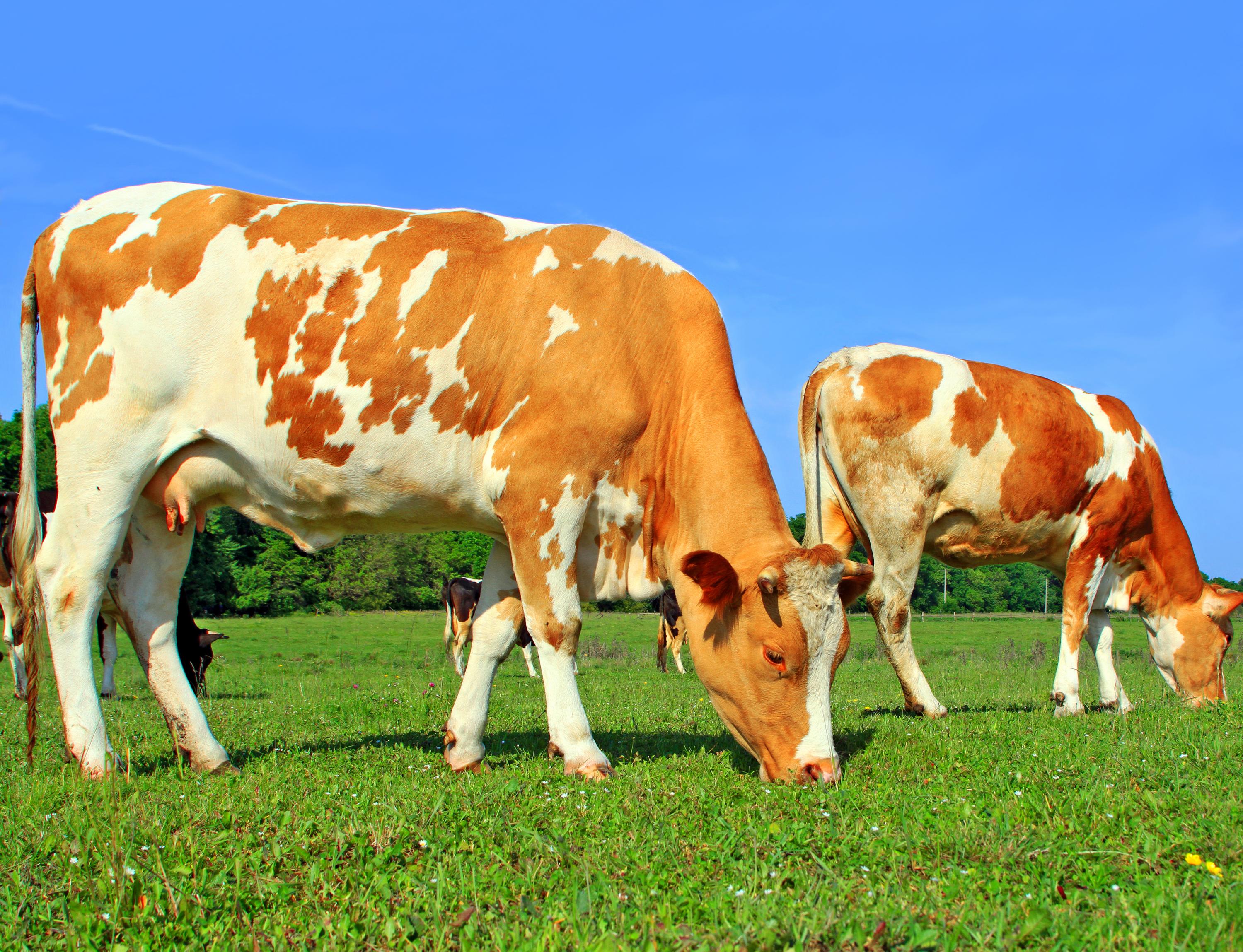 Минсельхоз РФ скорректирует поддержку молочного животноводства