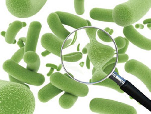 Пробиотики и продукты, их содержащие: самая полная информация от эксперта рис-2