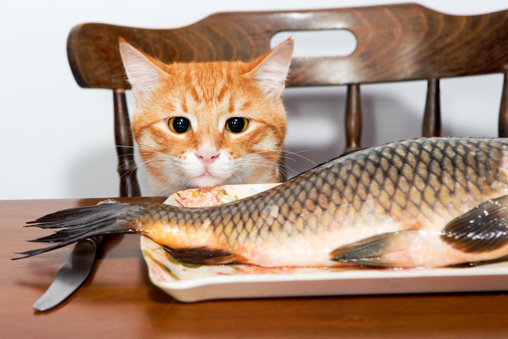 Опасные лакомства: почему кошкам категорически нельзя давать рыбу и молоко